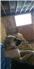 AKC Registered Anatolian Shepard for Sale