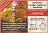 25% CASHBACK on NATIVE MAPLE TREES for Sale