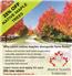 25% Cashback on Native Maple Trees for Sale