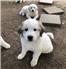 Great Pyrenees puppies for Sale