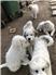 Great Pyrenees puppies for Sale