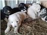 Livestock Guardian Puppies  for Sale
