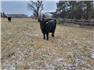 5 Angus Bred Heifers for Sale