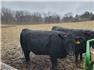 5 Angus Bred Heifers for Sale