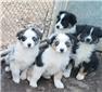 Australian Shepherd puppies for Sale