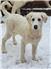 Bueatiful Great Pyrenees/Berneese Pyppies for Sale