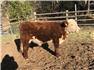 Hereford Bull for Sale