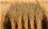Certified #1 CDC Vantta Durum for Sale