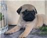 Adorable Pug pups for adoption for Sale