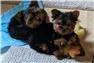 Ckc registered yorkie puppies for Sale