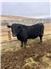 Two year old angus bulls for Sale