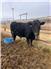 Two year old angus bulls for Sale