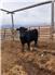 Two year old angus bulls for Sale