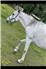 Grey mare named Whiskey for Sale