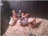 5 week old chick's for Sale