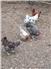 Young mixbreed hens for Sale