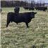 Certified Organic all Grassfed Bull for Sale
