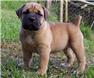 South African Boerboels for Sale
