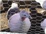 Ducks, Guineas, Turkeys  for Sale