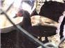 Ducks, Guineas, Turkeys  for Sale
