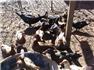 Ducks, Guineas, Turkeys  for Sale