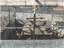 Ducks, Guineas, Turkeys  for Sale