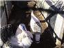 Ducks, Guineas, Turkeys  for Sale