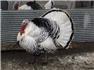 Ducks, Guineas, Turkeys  for Sale