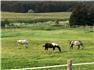 Beautiful Century Home/Hobby Farm for Sale