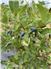 ALBERTA HASKAP BERRY FARM  for Sale