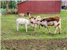 Miniature Mini Texas Longhorn Cow s and Bull Calf for Sale