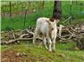 Miniature Mini Texas Longhorn Cow s and Bull Calf for Sale