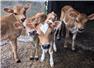 Jersey calves for Sale