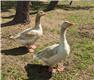 American Buff Gosling for Sale