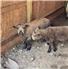 Baby Doll Rams for Sale