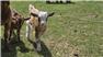 Adorable Pygmy Goats for Sale