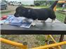 Cardigan Corgi Puppies  for Sale