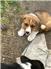 Cardigan Corgi Puppies  for Sale