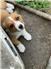 Cardigan Corgi Puppies  for Sale