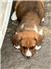 Cardigan Corgi Puppies  for Sale
