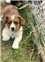 Cardigan Corgi Puppies  for Sale