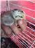 Barnyard Mix Chicks for Sale