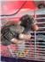 Barnyard Mix Chicks for Sale