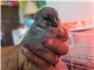 Barnyard Mix Chicks for Sale