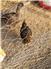 Barnyard Mix Chicks for Sale