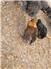 Barnyard Mix Chicks for Sale