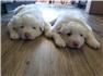 LGD, Great Pyrenees with a little Anatolian Shepherd for Sale