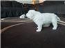 LGD, Great Pyrenees with a little Anatolian Shepherd for Sale