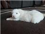 LGD, Great Pyrenees with a little Anatolian Shepherd for Sale