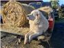 LGD, Great Pyrenees with a little Anatolian Shepherd for Sale